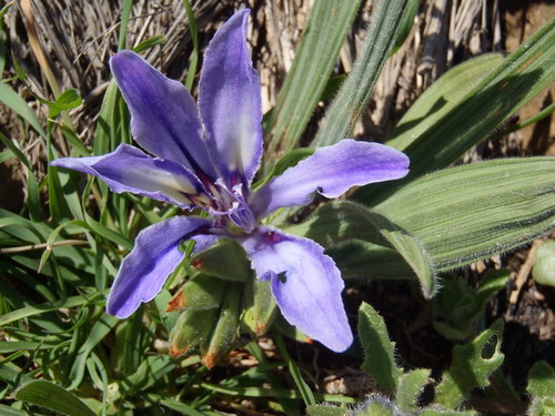 Babiana ambigua
