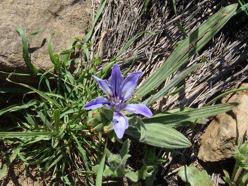 Babiana ambigua