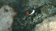 Amphiprion rubrocinctus