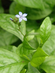 Plumbago caerulea