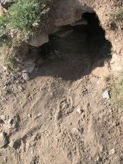 Marmota marmota
