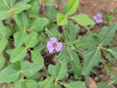 Dyschoriste decumbens