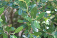 Rhopalocarpus