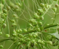 Setaria scheelei