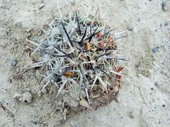 Coryphantha difficilis