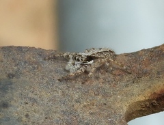 Platycryptus magnus