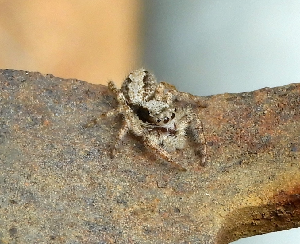 jumping spiders