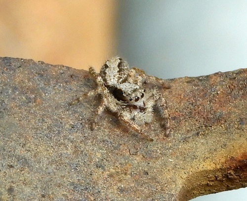 jumping spiders