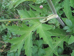 Heracleum asperum