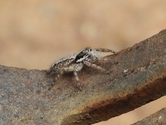 Platycryptus magnus