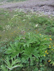 Heracleum asperum