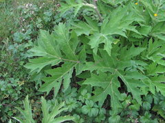 Heracleum asperum