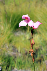 Disa racemosa