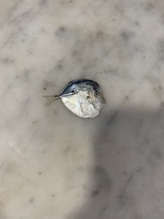 Selene setapinnis