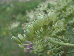 Heracleum asperum