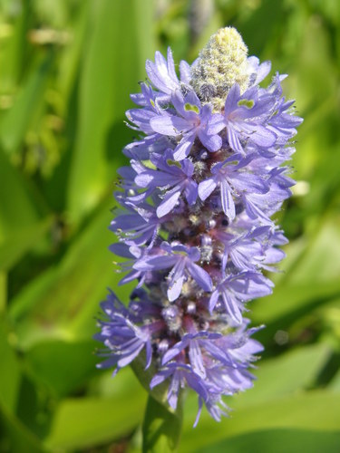 Pontederia plantaginea