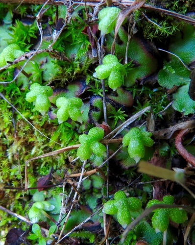 iNaturalist observation photo of California asterella