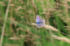 Polyommatus icarus