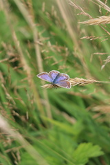 Polyommatus icarus