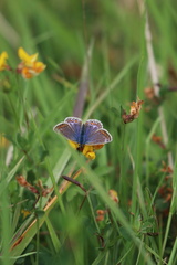 Polyommatus icarus