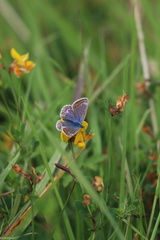 Polyommatus icarus