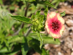 Potentilla nepalensis