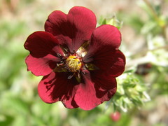 Potentilla atrosanguinea