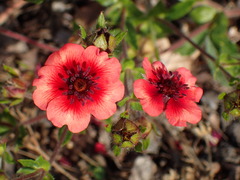 Potentilla nepalensis