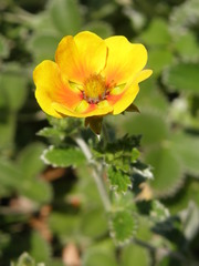 Potentilla argyrophylla