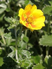 Potentilla argyrophylla