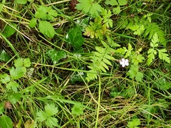 Geranium robertianum