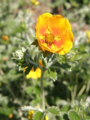 Potentilla argyrophylla