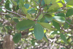 Magnoliopsida