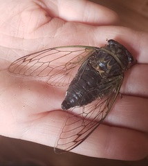 Neotibicen canicularis