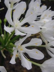 Proiphys amboinensis