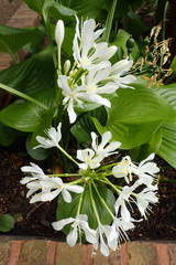 Proiphys amboinensis