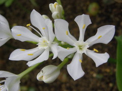 Proiphys amboinensis