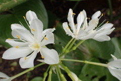 Proiphys amboinensis