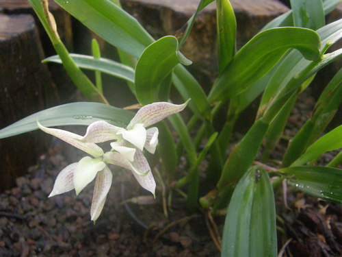 Garcia's anacheilium (Prosthechea garciana)