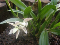 Prosthechea garciana