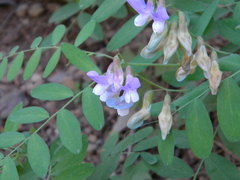 Lathyrus polyphyllus