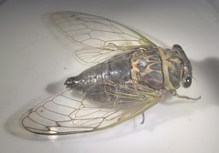 Neotibicen canicularis