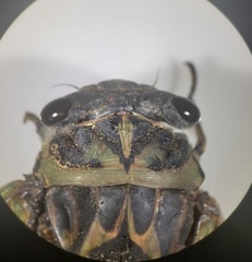 Neotibicen canicularis