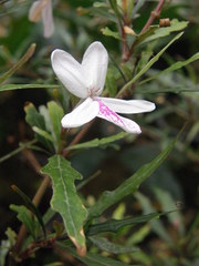 Pseuderanthemum longifolium