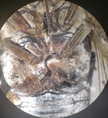 Neotibicen canicularis