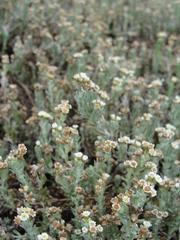 Gnaphalium declinatum