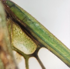 Neotibicen canicularis