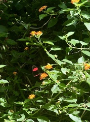 Heliconius erato adana