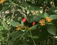 Heliconius erato adana