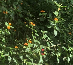 Heliconius erato adana